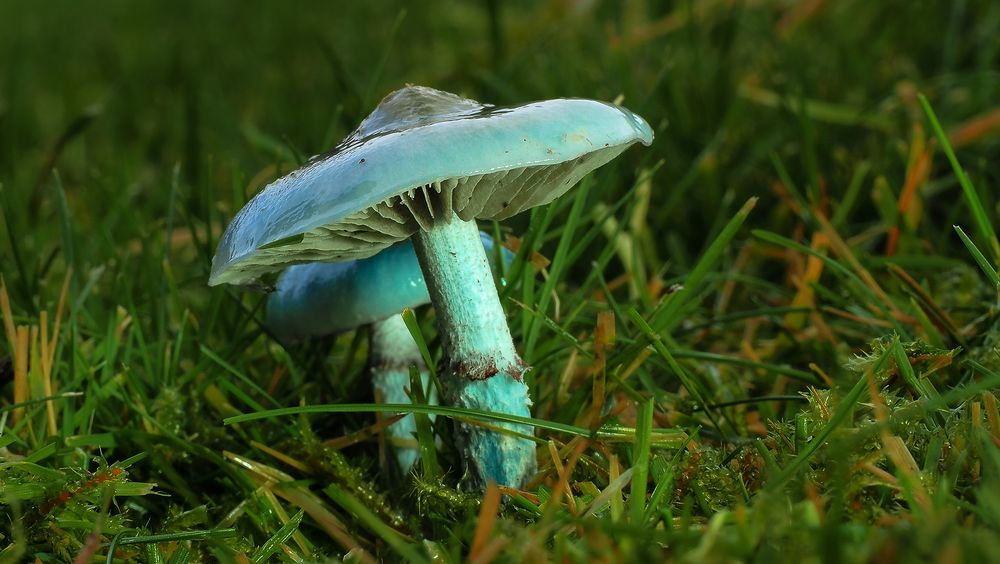 blue mushroom