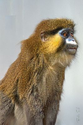 Blue-muzzled guenon