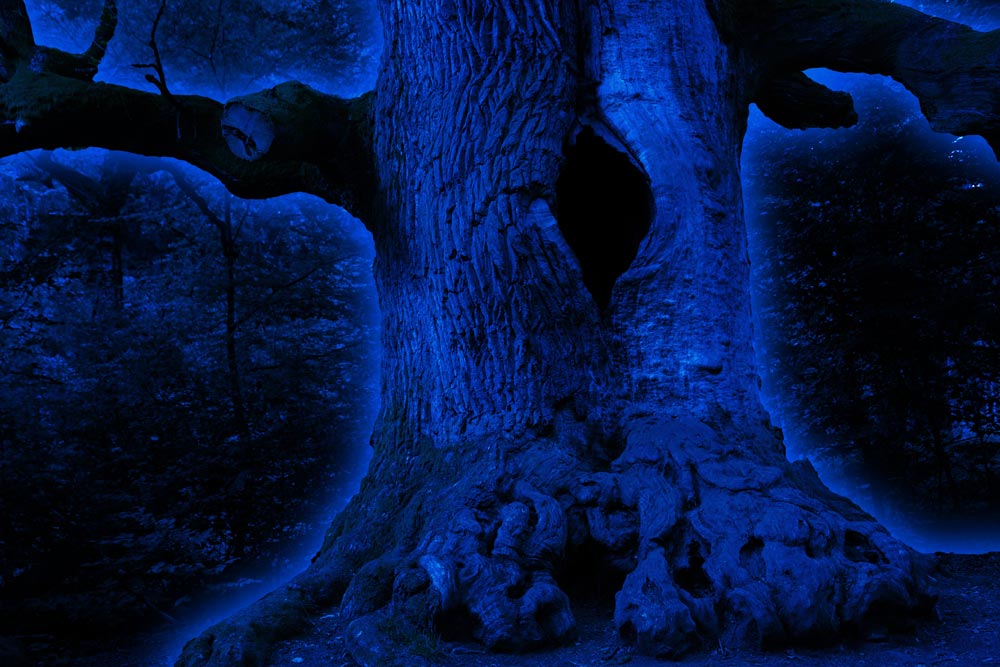 Blue mystic Tree