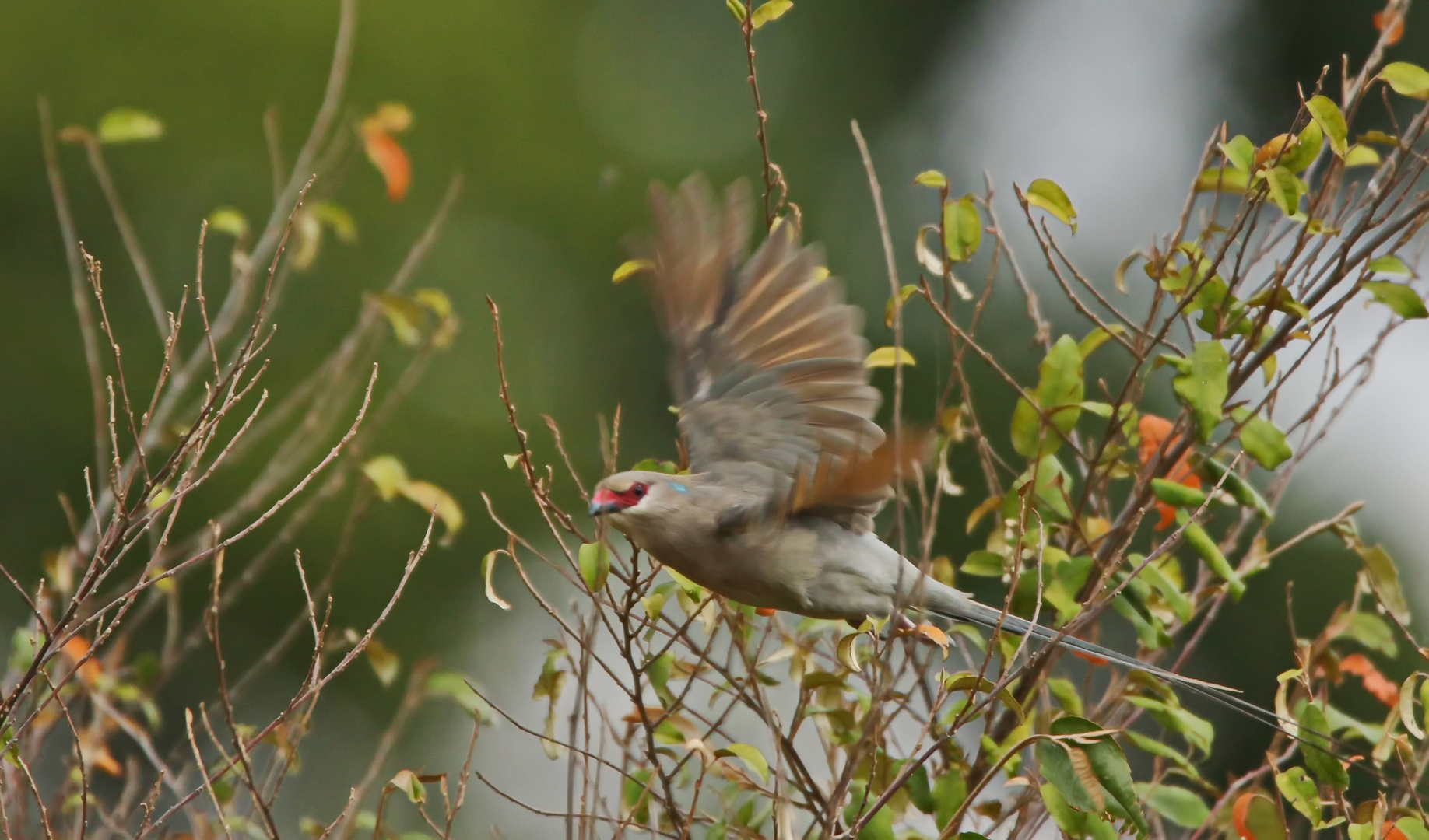 blue-naped mousebird