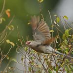 blue-naped mousebird