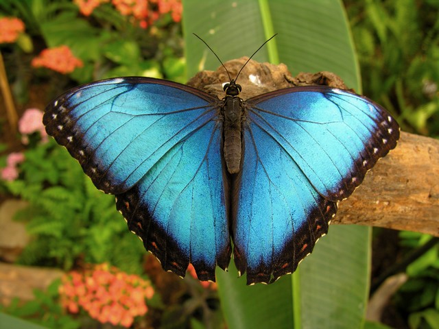 blue nature