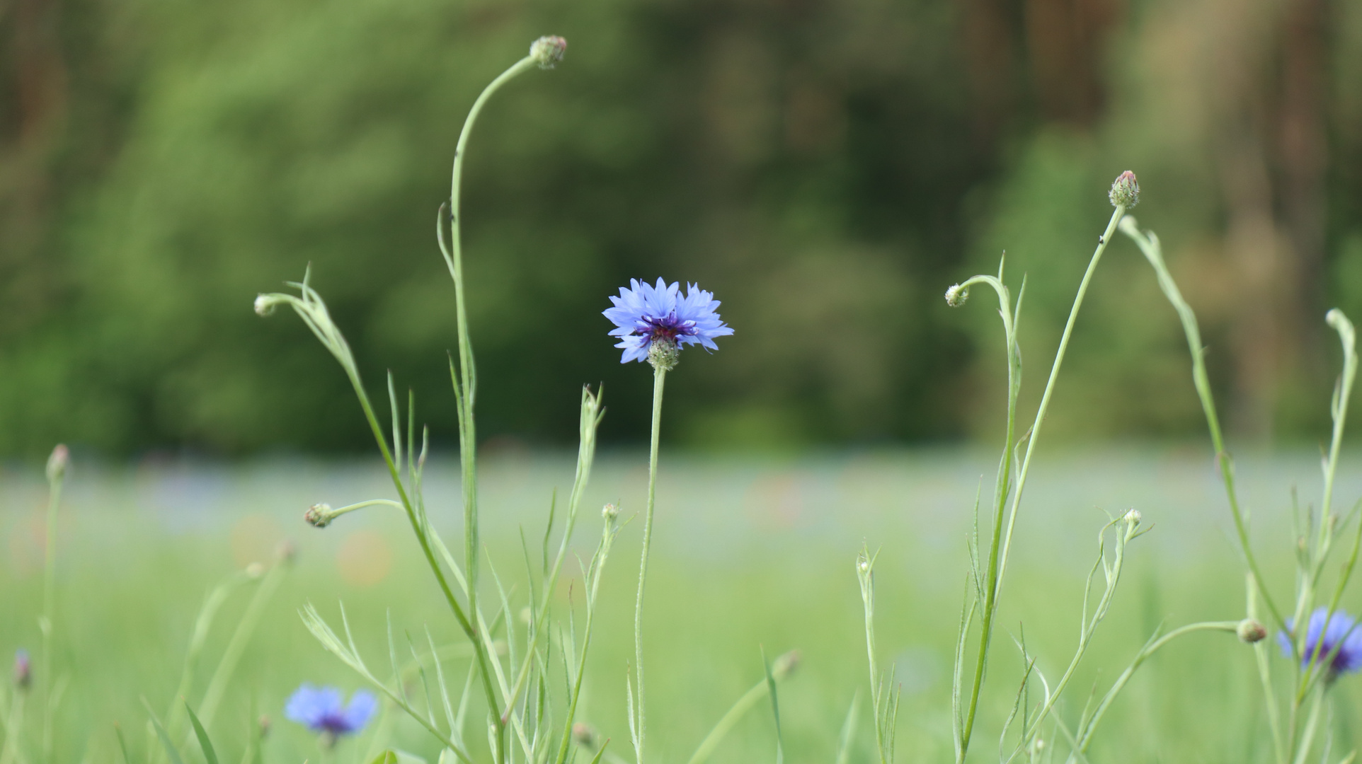 Blue nature