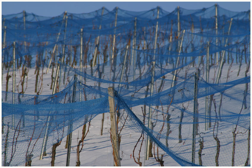 blue nets