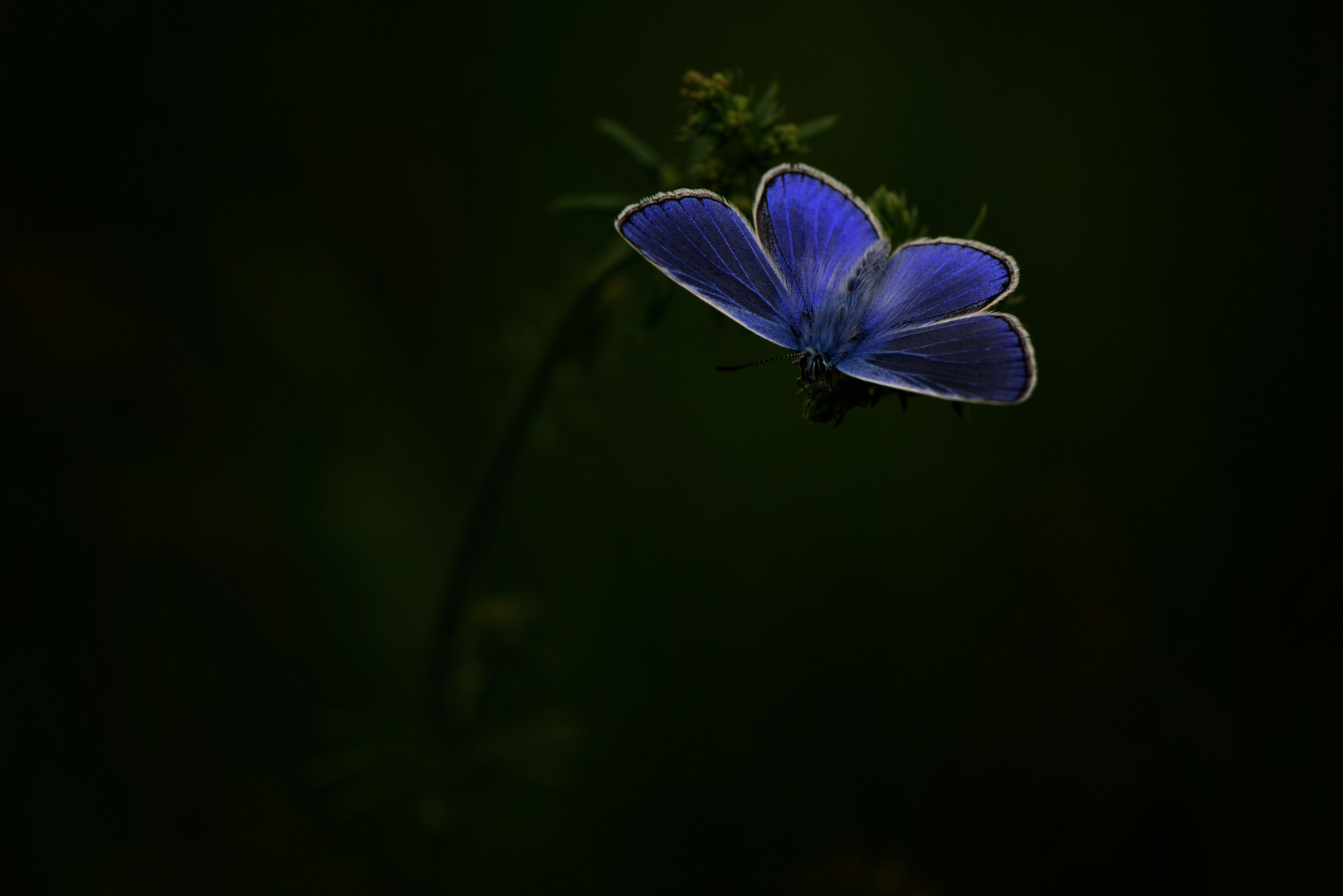 BLUE,  of the color of the sky