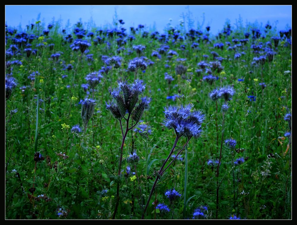 Blue on green!