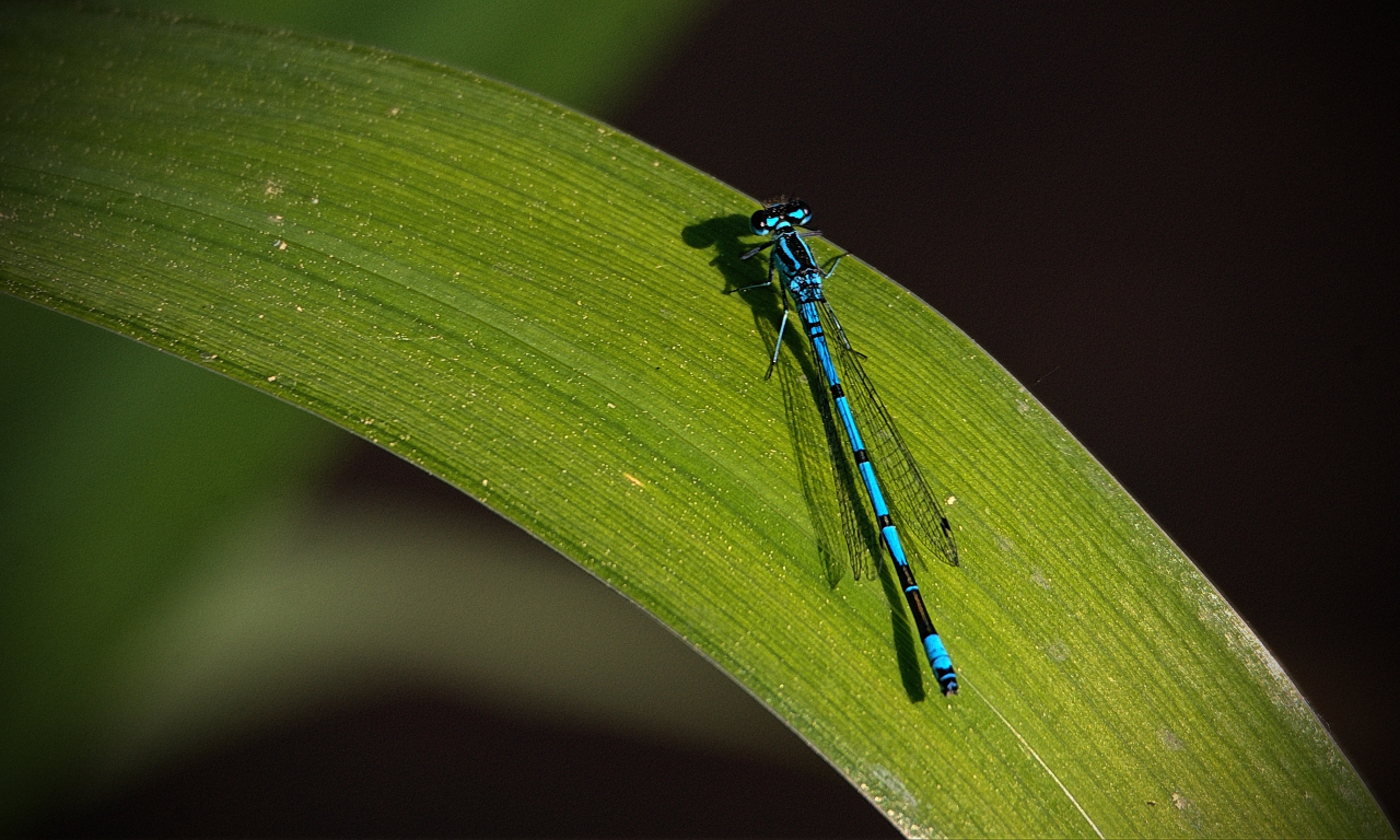 blue on green