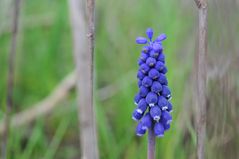 Blue on green