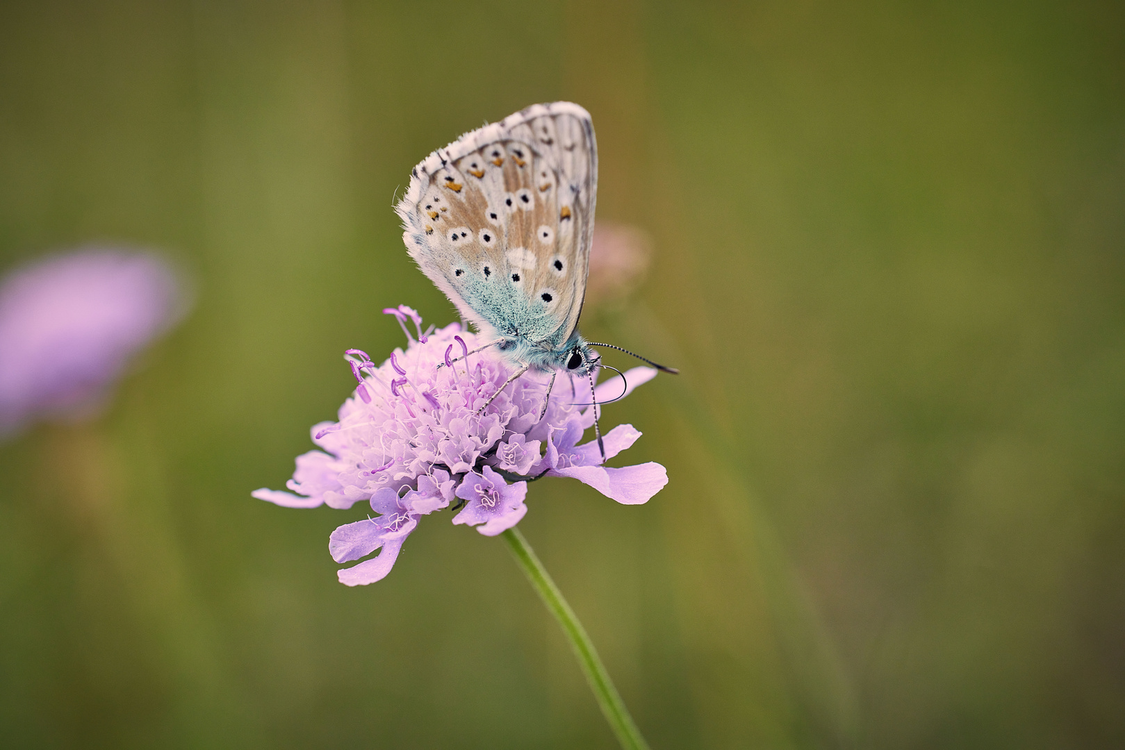 Blue on pink