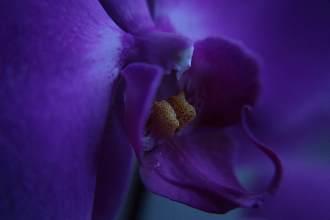 Blue Orchid