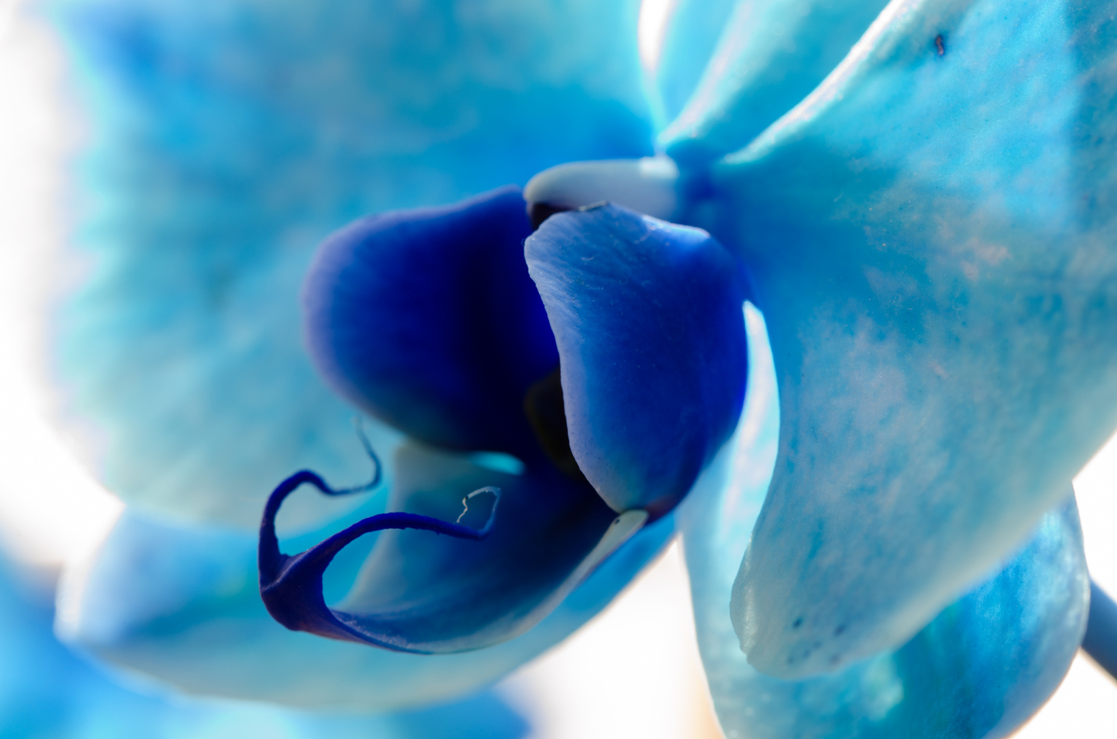 Blue Orchid