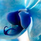 Blue Orchid