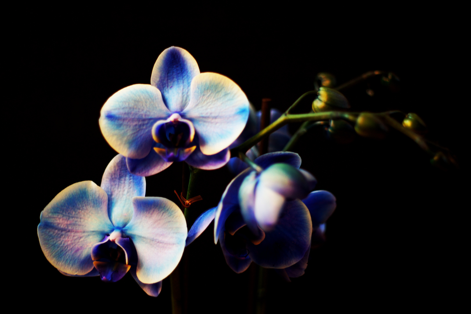 Blue orchid - blaue Orchidee