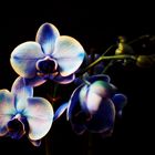 Blue orchid - blaue Orchidee