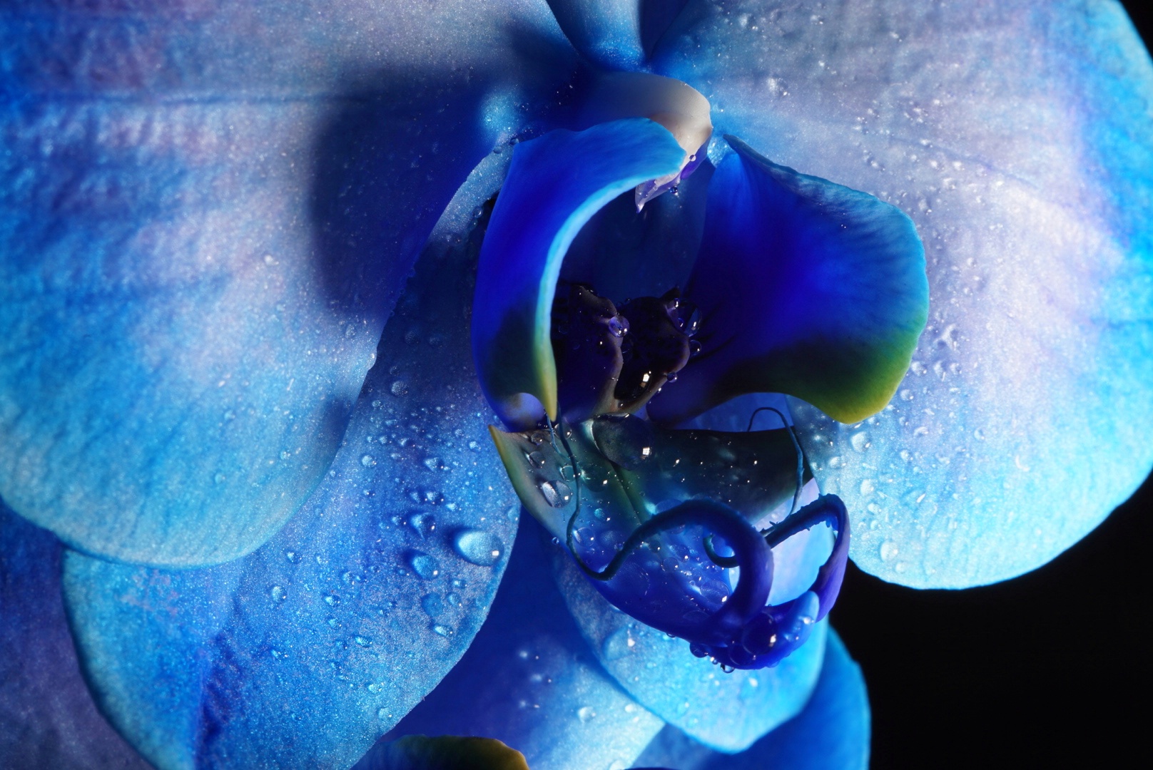 Blue Orchidee ...