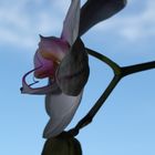 Blue Orchidée