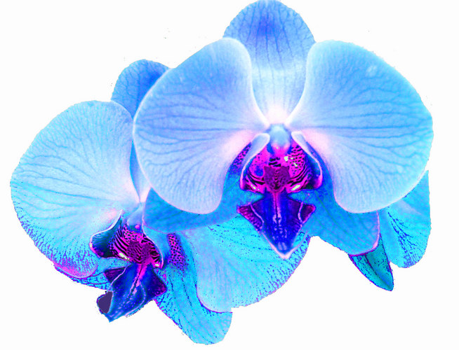 Blue Orchids