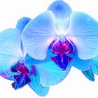 Blue Orchids