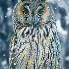 Blue Owl