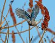 Blue palette... by Michel Lamarche 