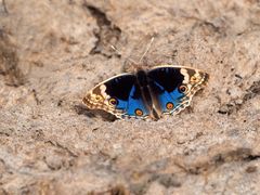 Blue Pansy