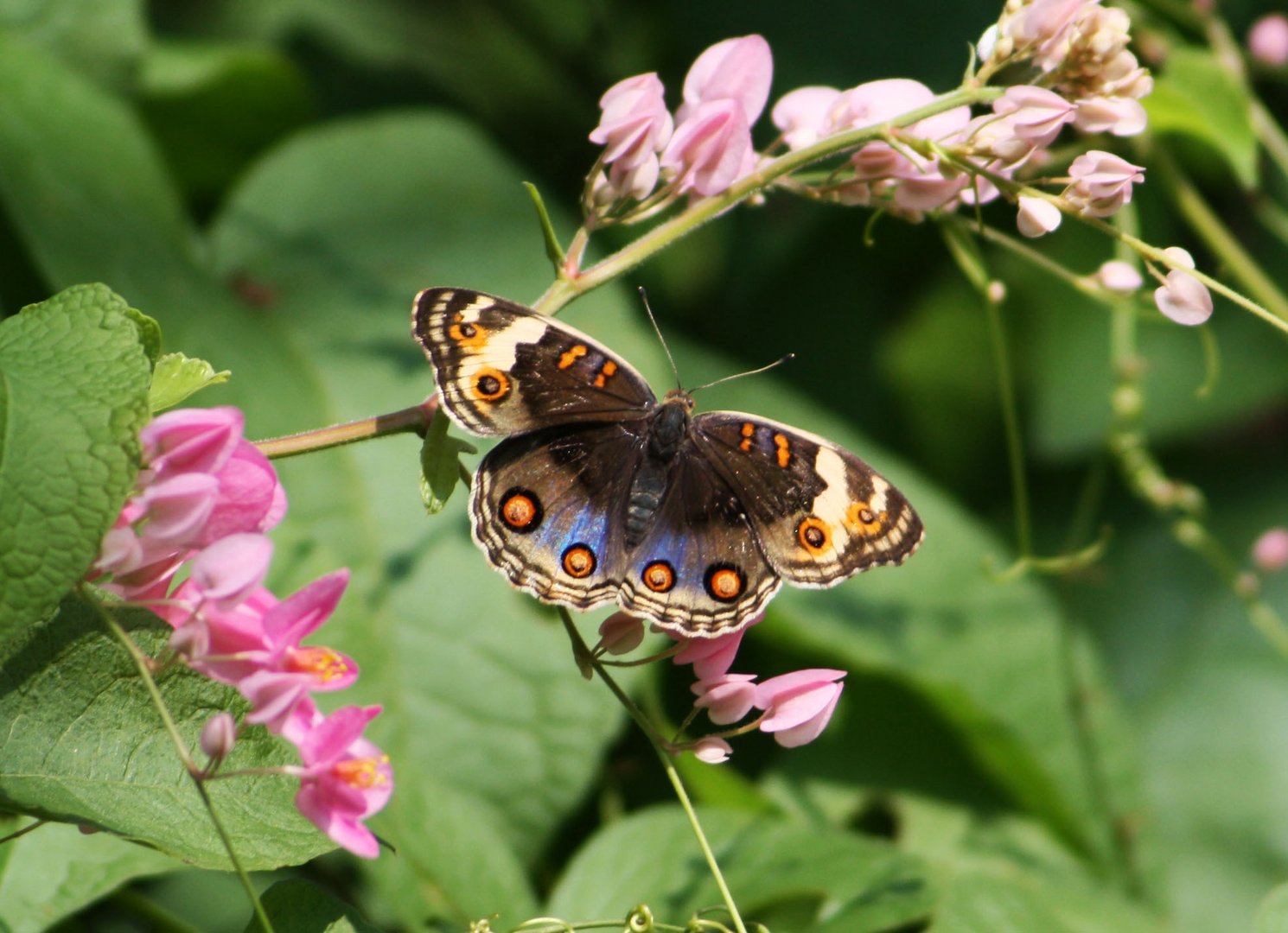 Blue Pansy (Junonia orithya)