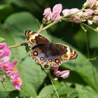 Blue Pansy (Junonia orithya)