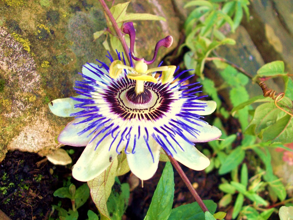 blue passionflower