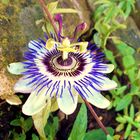 blue passionflower