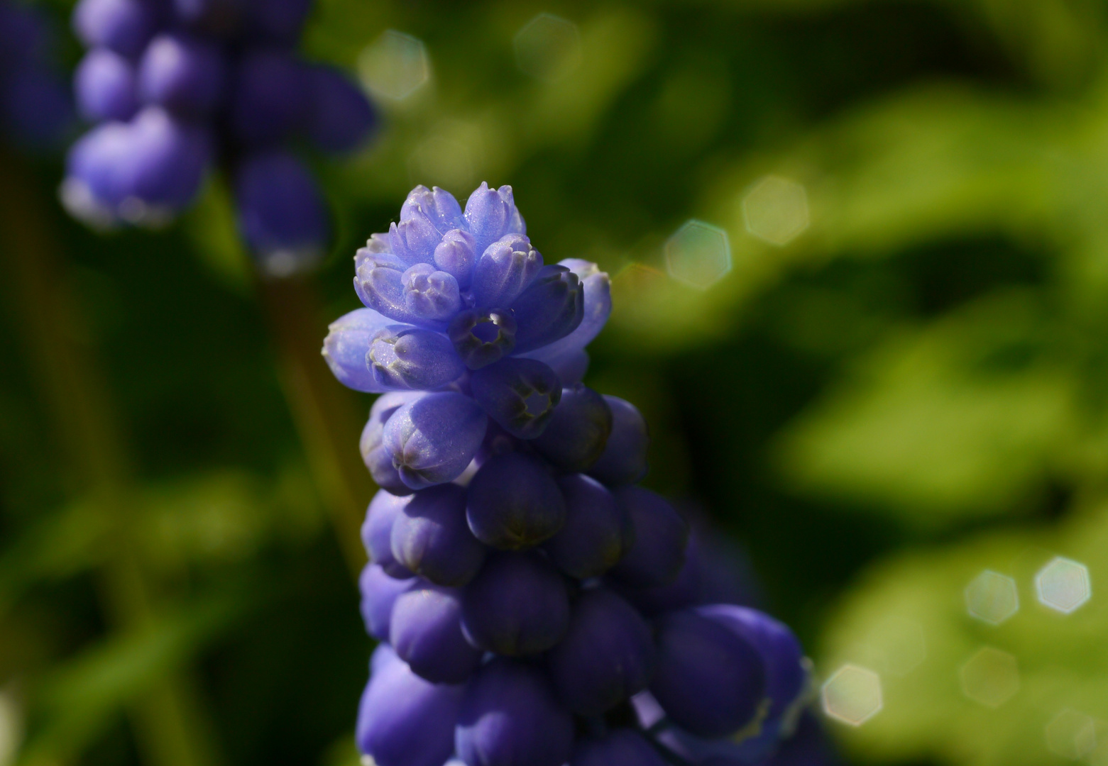 Blue Pearls