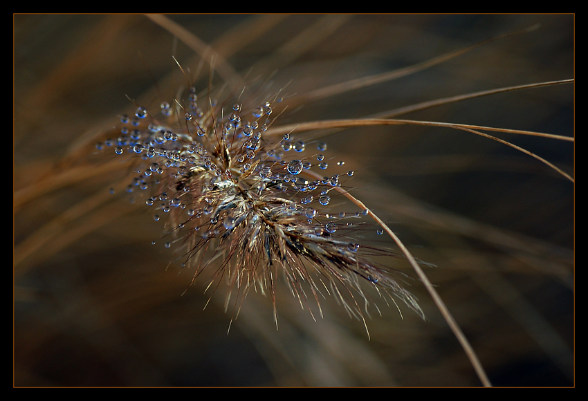 blue pearls