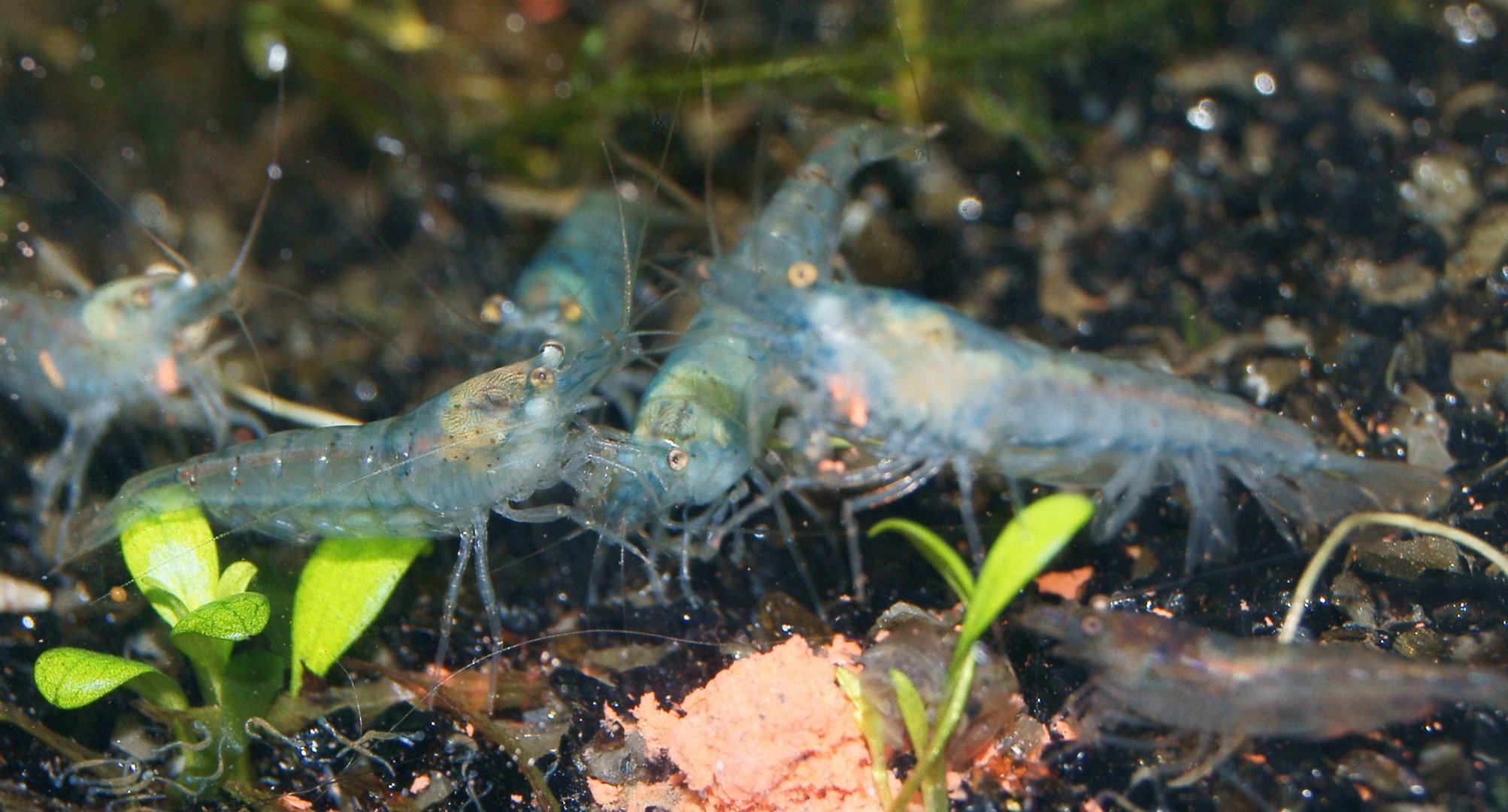 Blue Pearls Garnelengruppe