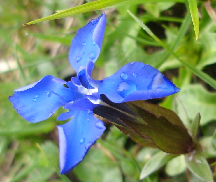 blue petals in the rain