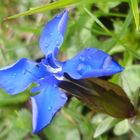 blue petals in the rain
