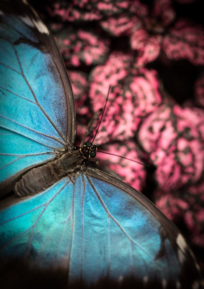 Blue Pink Morpho