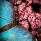 Blue Pink Morpho