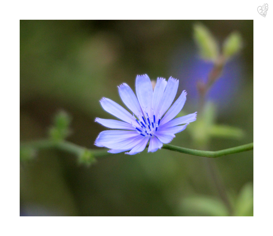 blue pistils