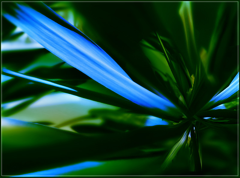 blue plant 2