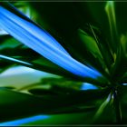 blue plant 2