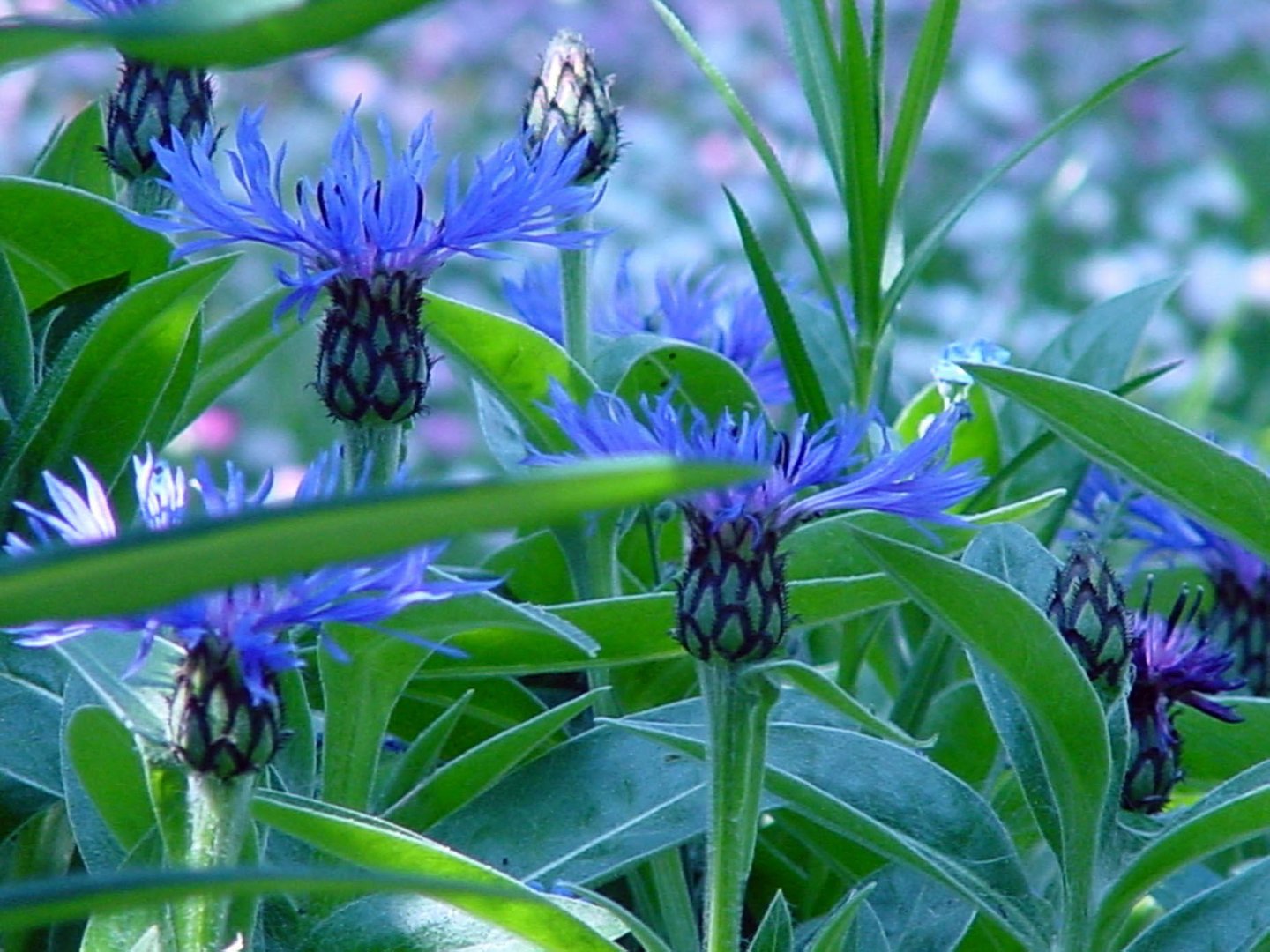 Blue plant