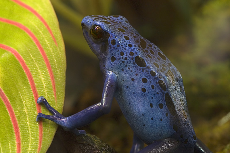 Blue Poison Dart Frog