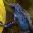 Blue Poison Dart Frog