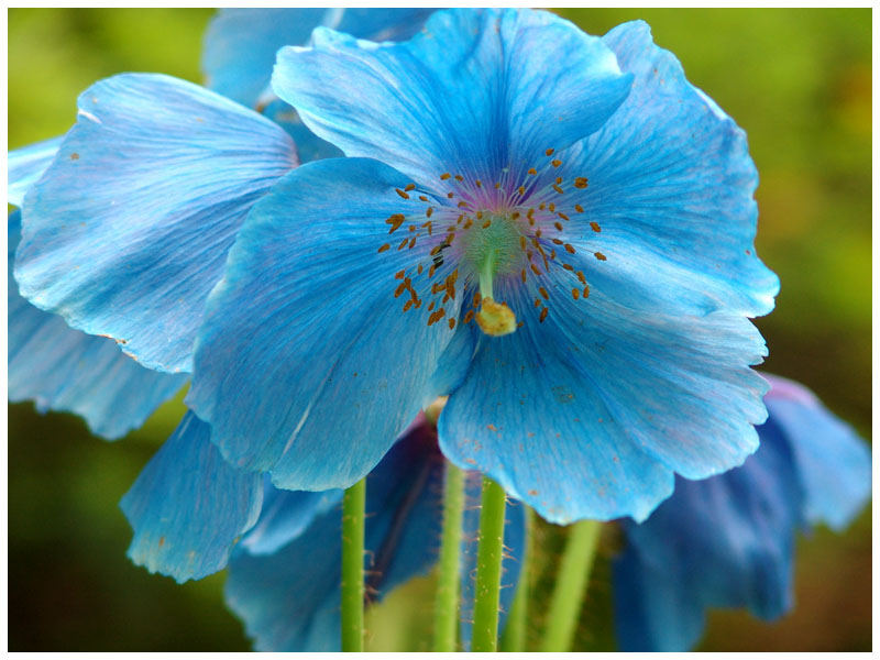 blue poppy