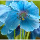 blue poppy