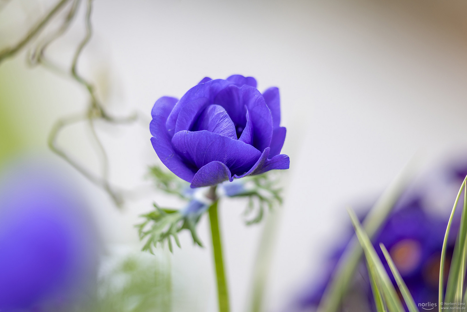 Blue poppy anemone