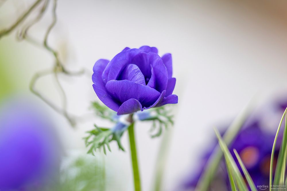 Blue poppy anemone