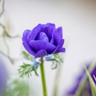 Blue poppy anemone