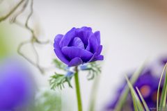 Blue poppy anemone