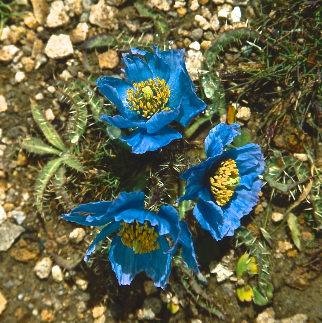 Blue Poppy