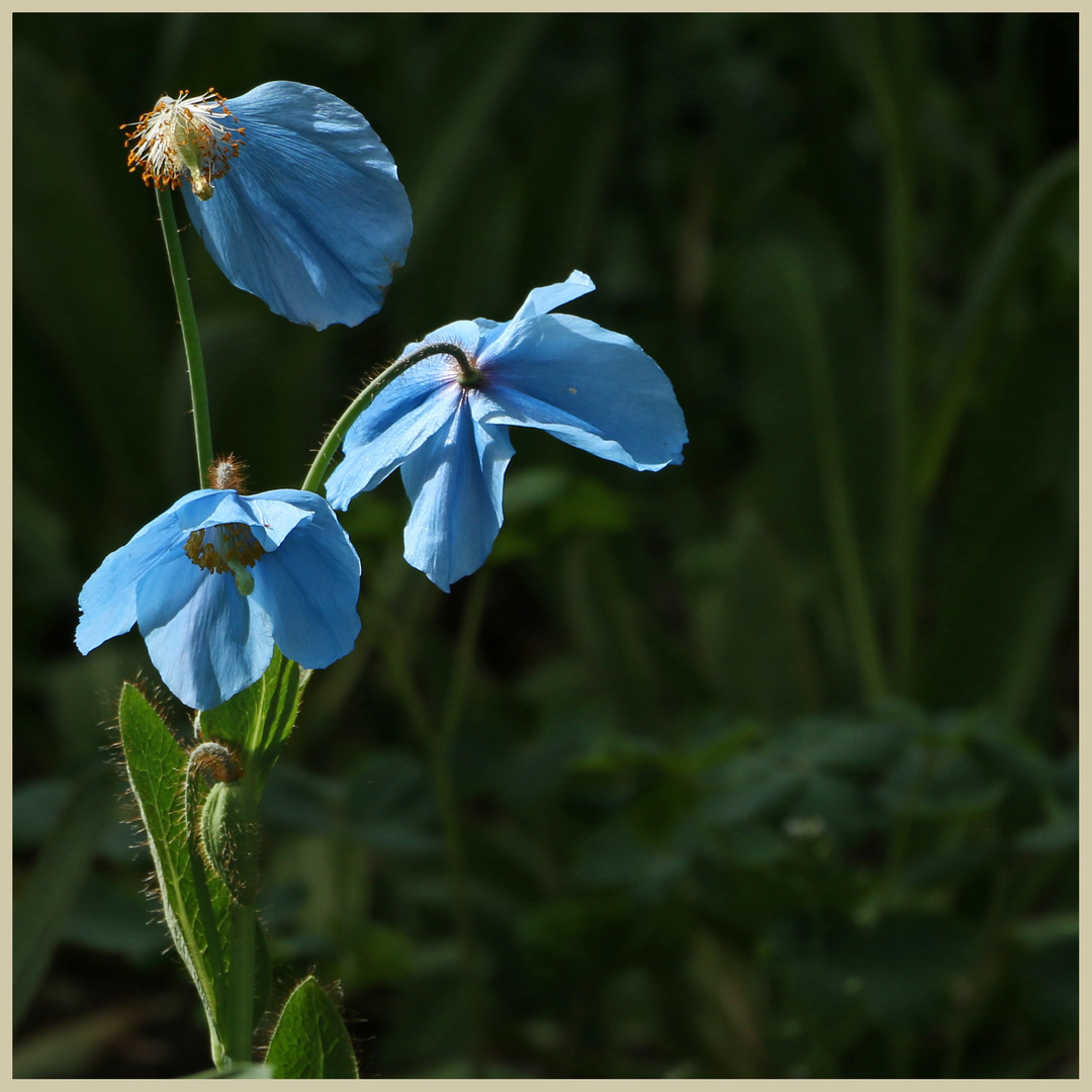 blue poppy lilburn tower